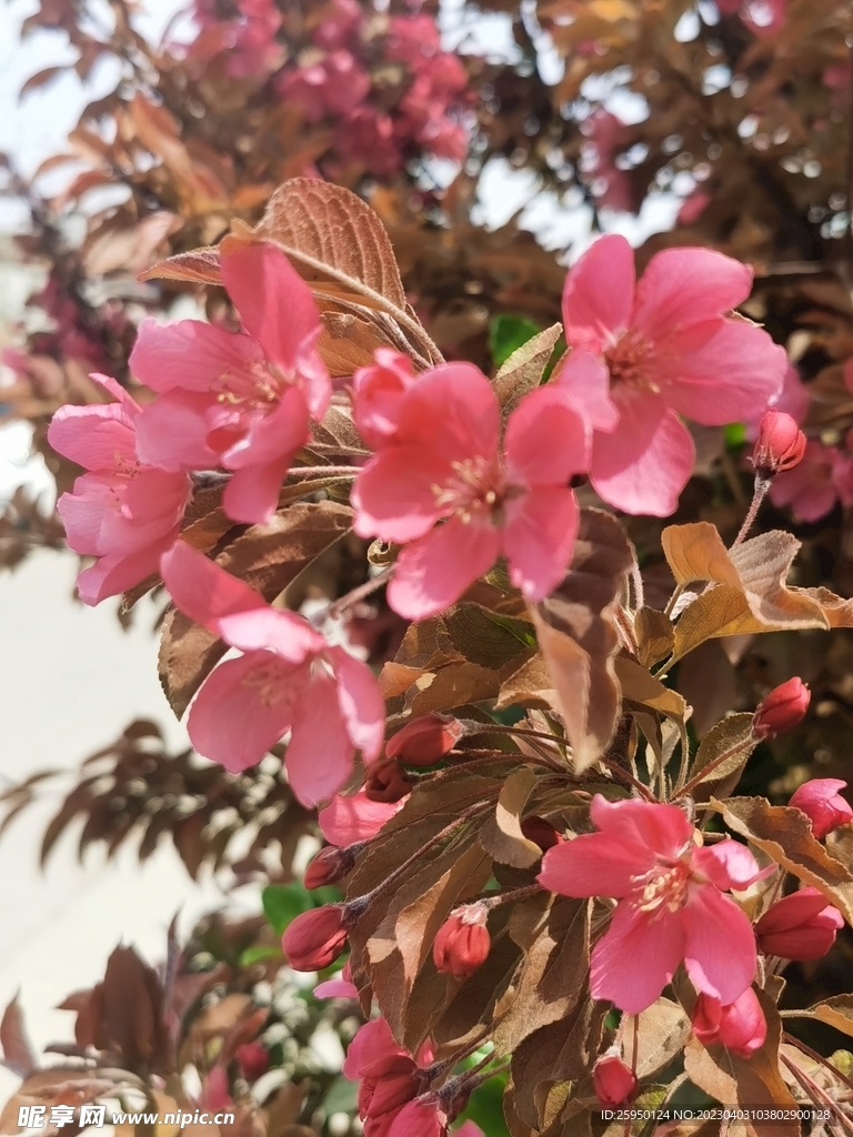  海棠花
