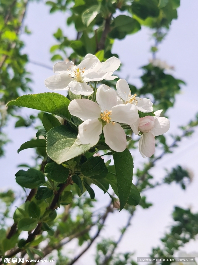  海棠花