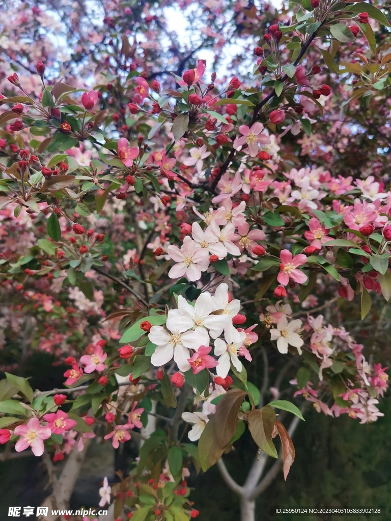  海棠花