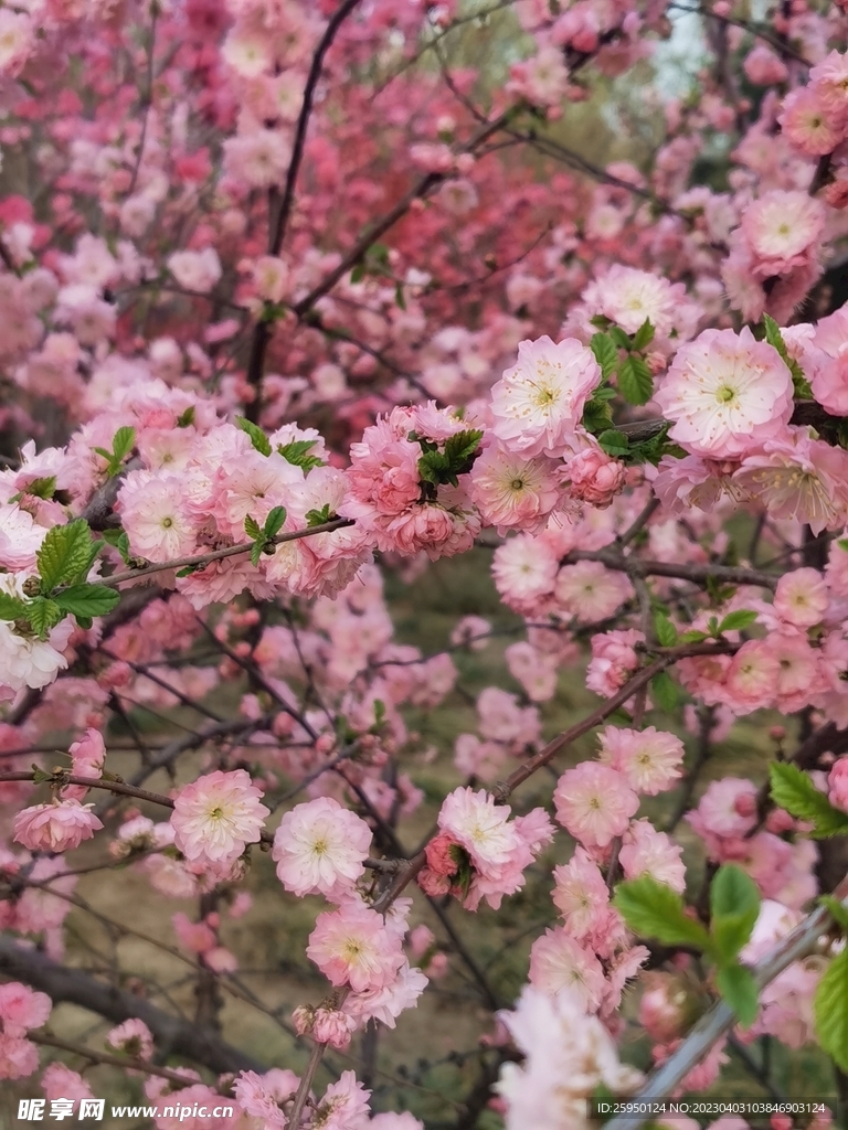 重瓣榆叶梅