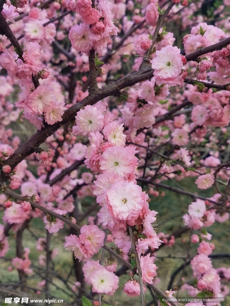 重瓣榆叶梅
