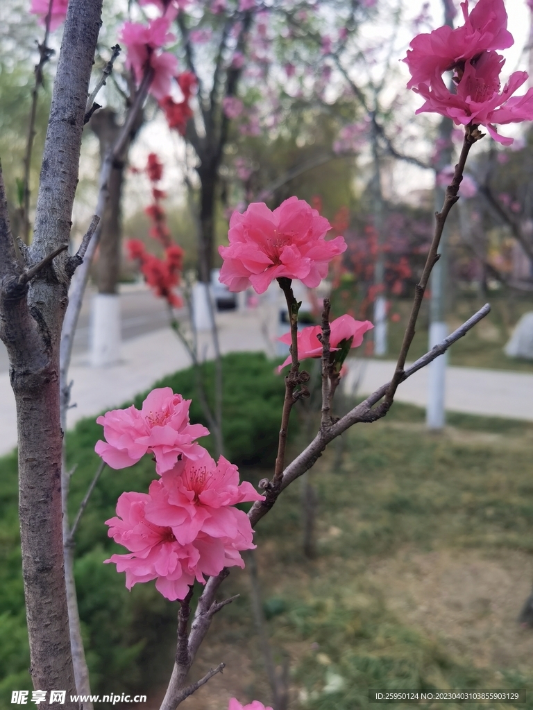 红叶碧桃