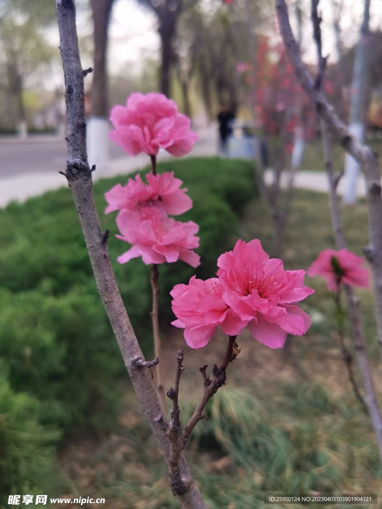 红叶碧桃