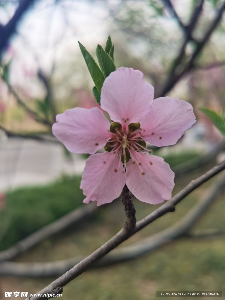 桃花