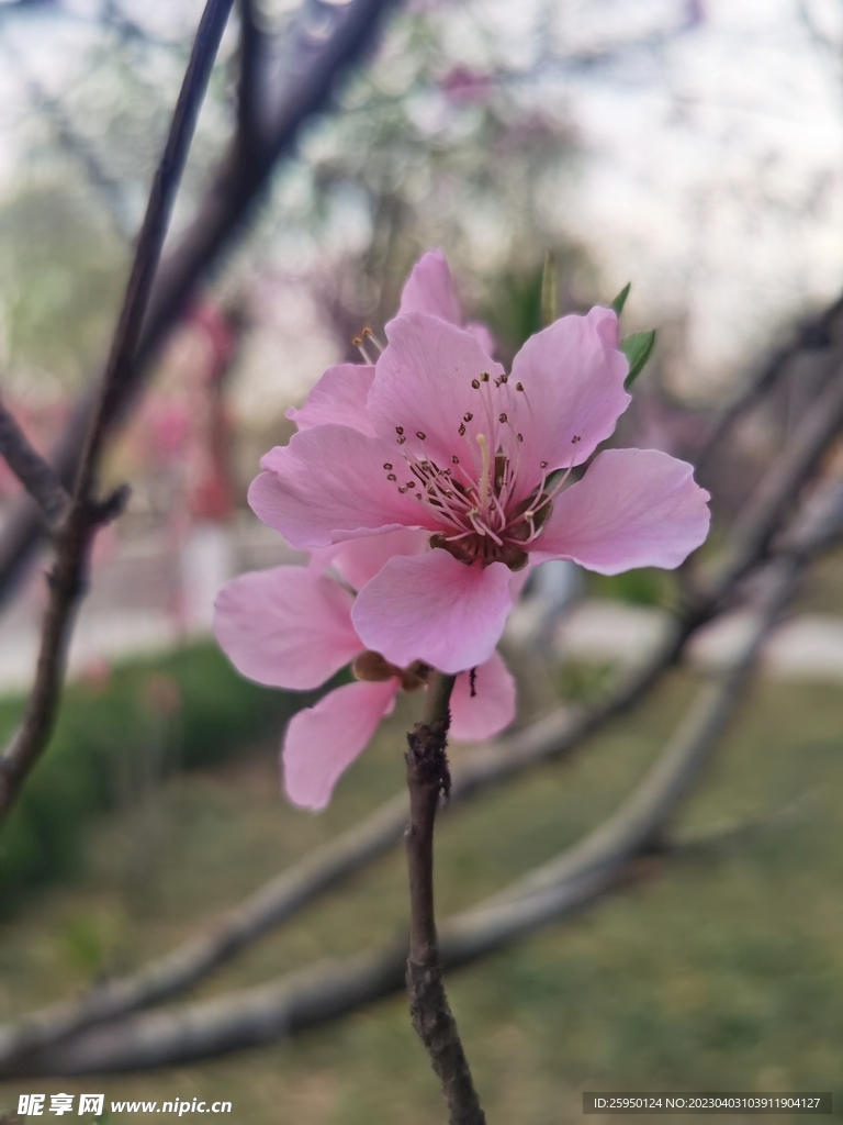 桃花