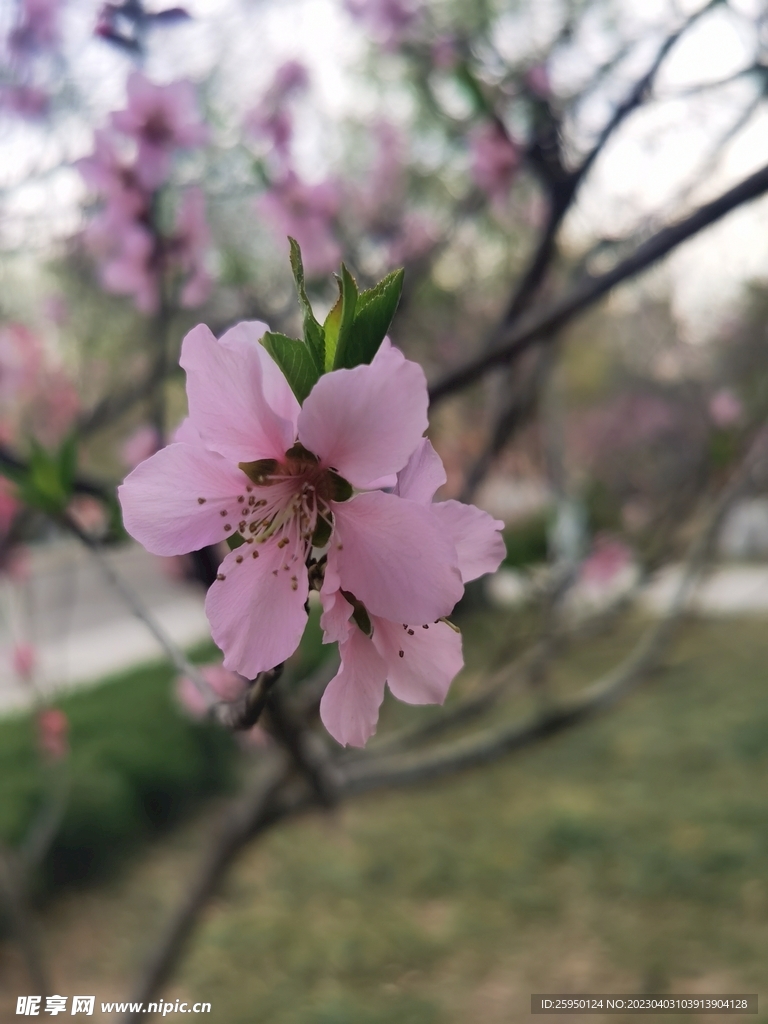 桃花