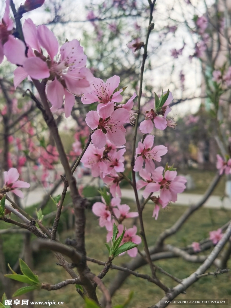 桃花
