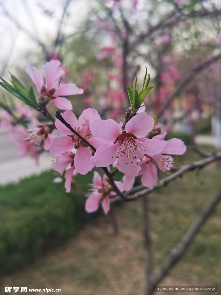桃花