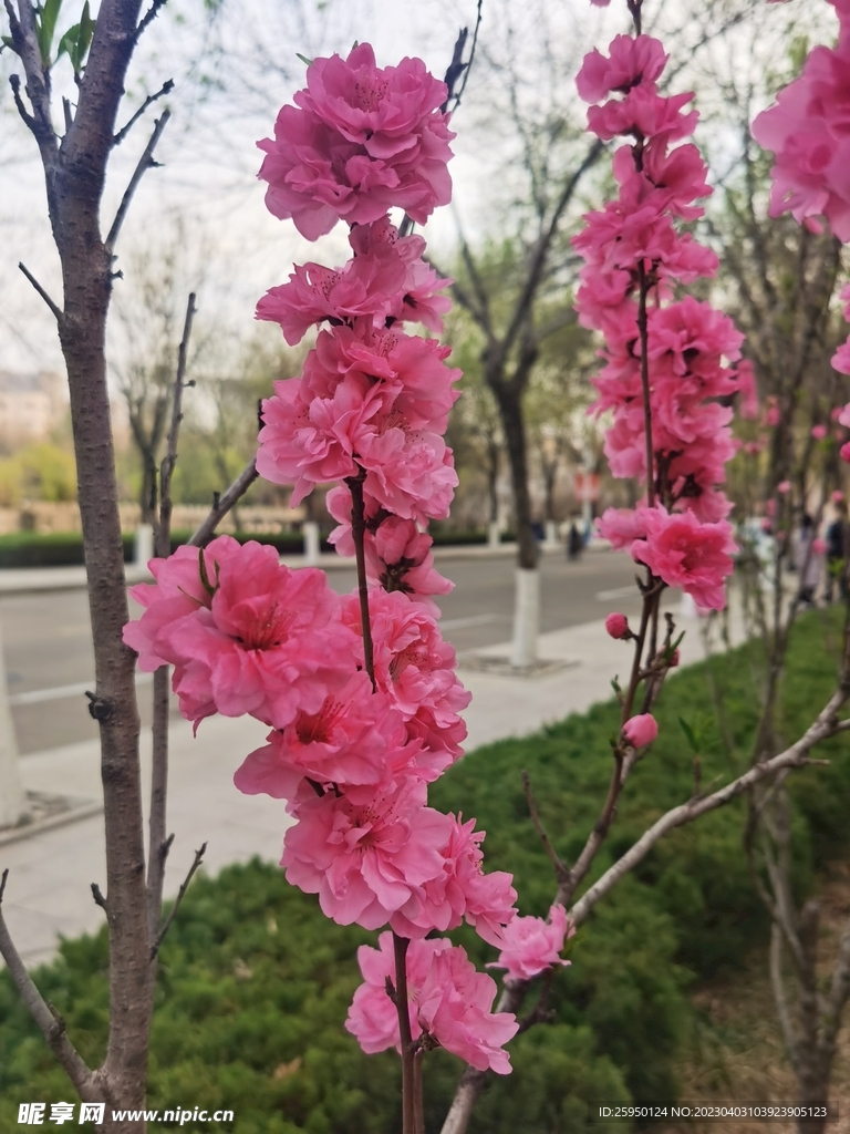 红叶碧桃