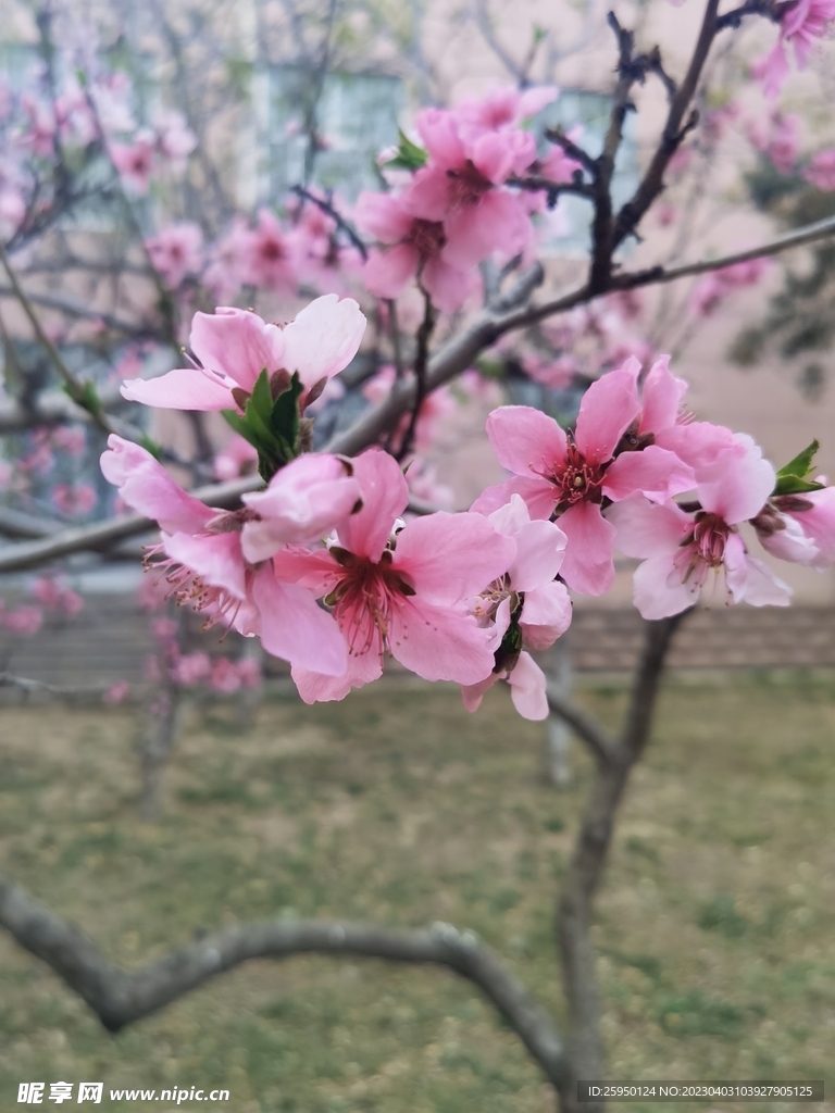 桃花