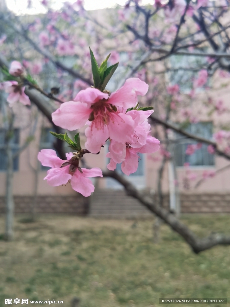 桃花