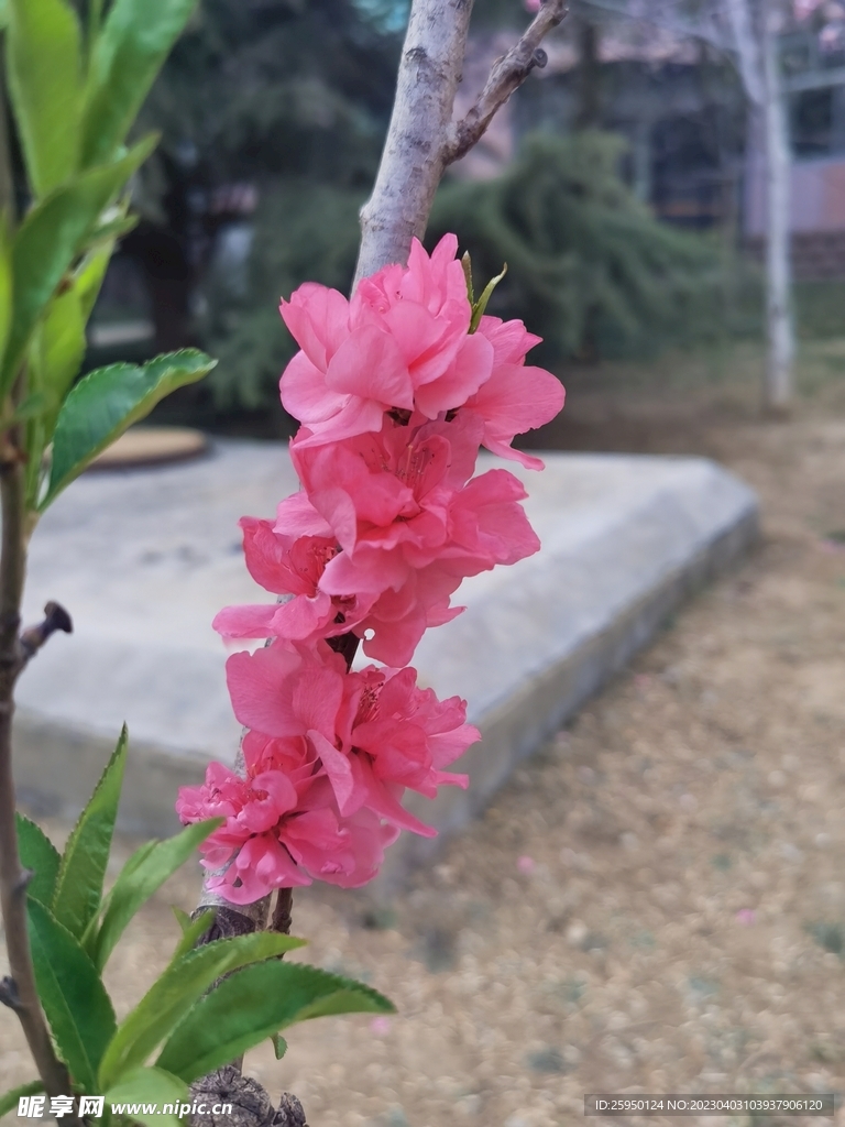 红叶碧桃