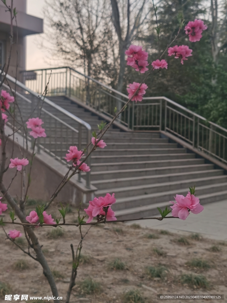 樱花