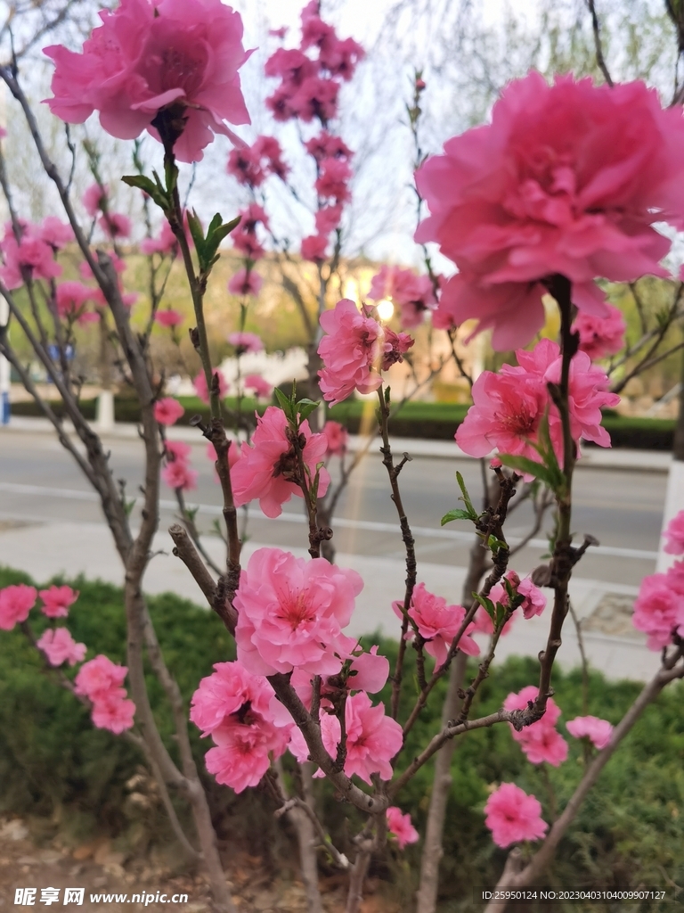 樱花