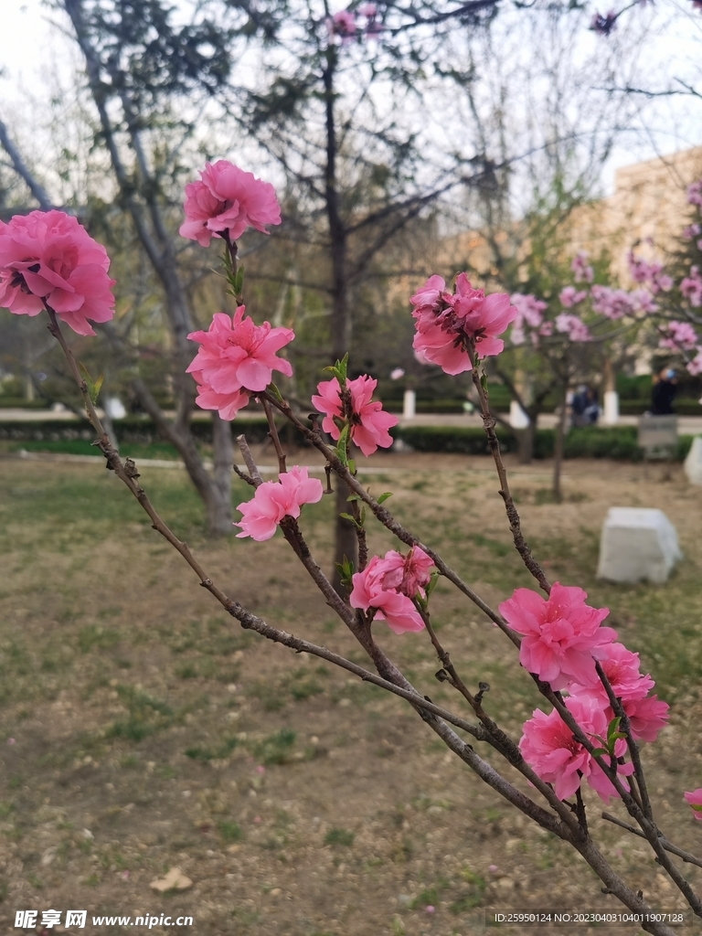 樱花
