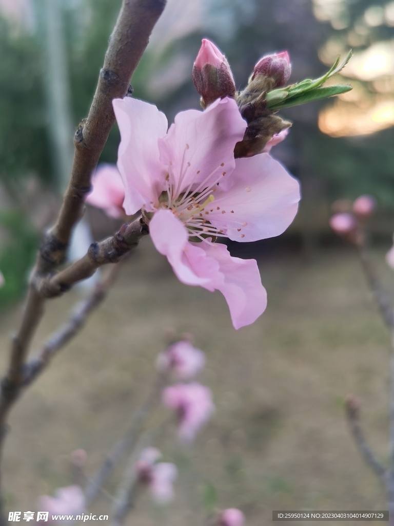 桃花
