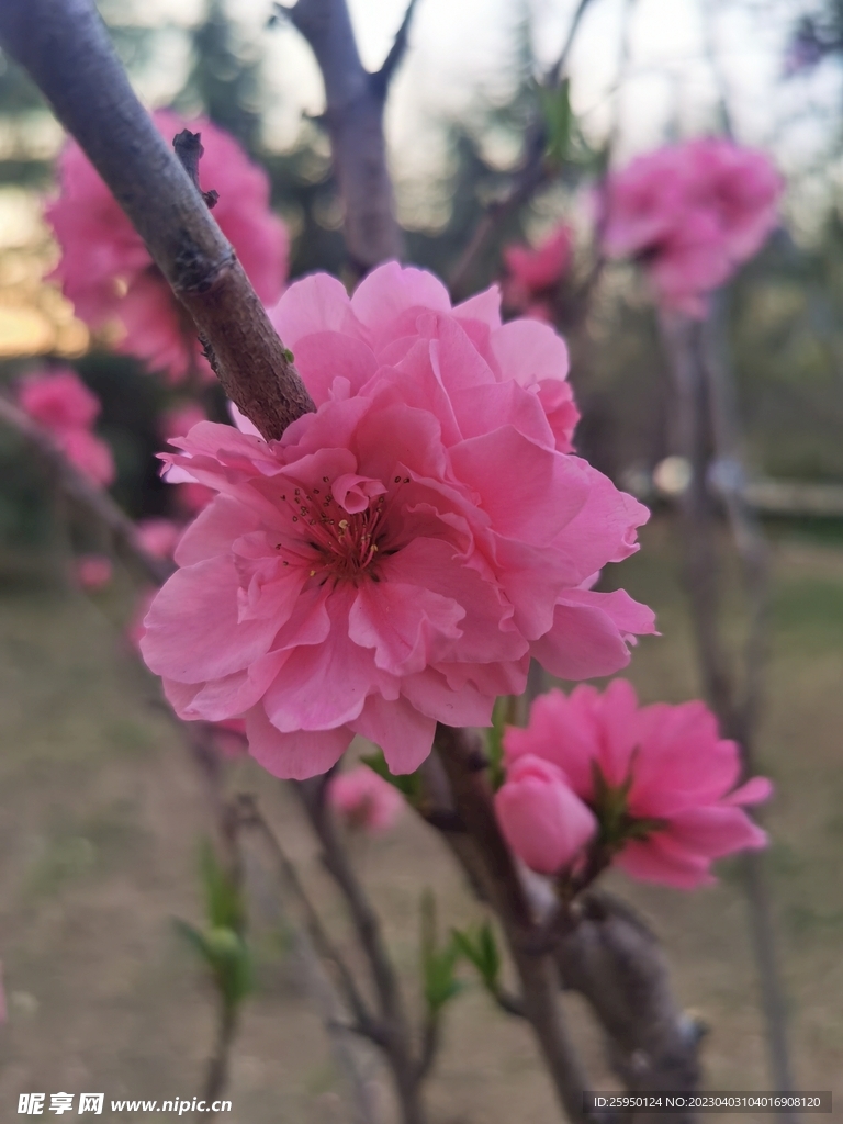 樱花
