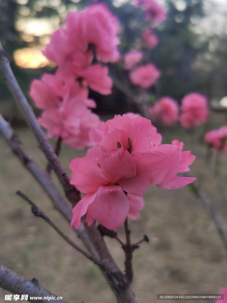 樱花