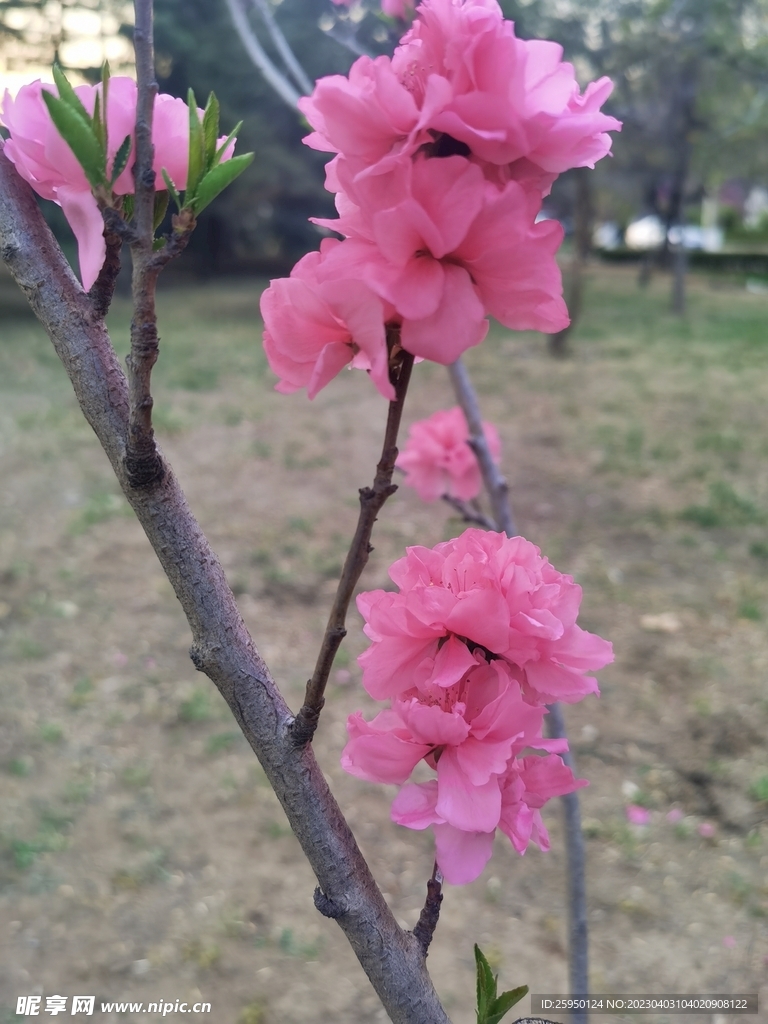 樱花树