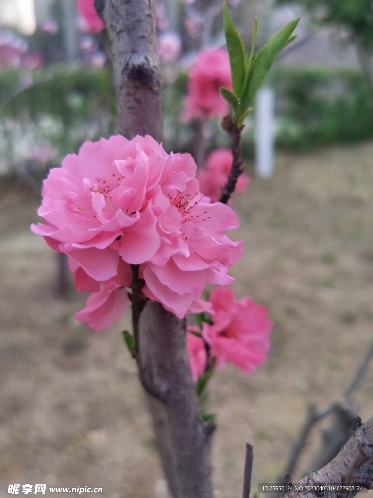 樱花
