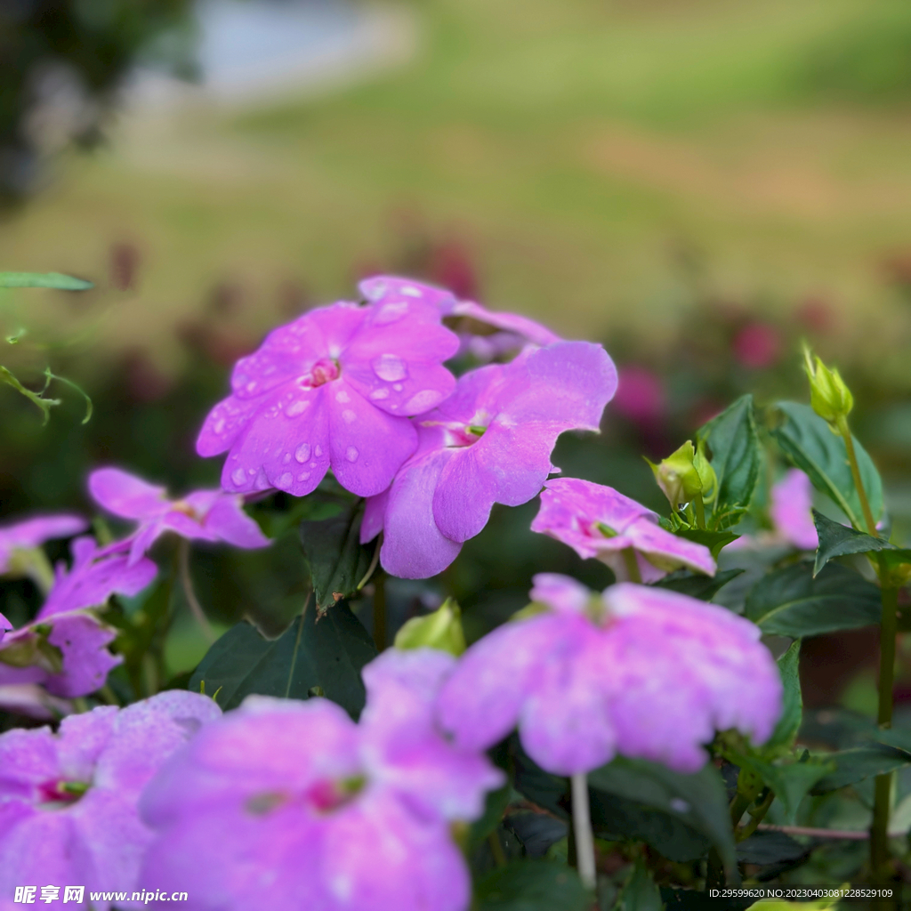 凤仙花