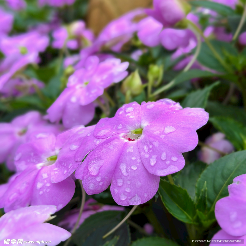 凤仙花