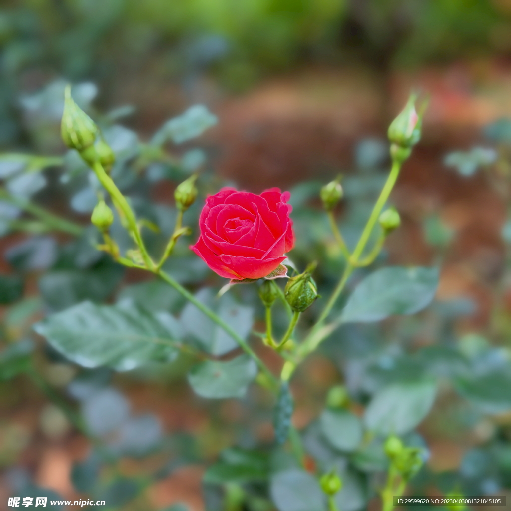 玫瑰