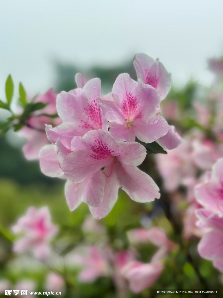 杜鹃花