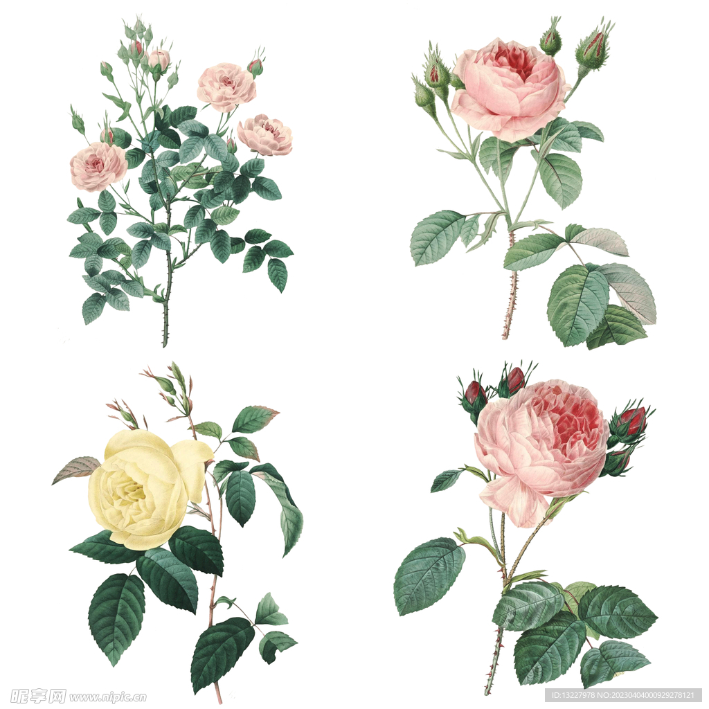 手绘花卉