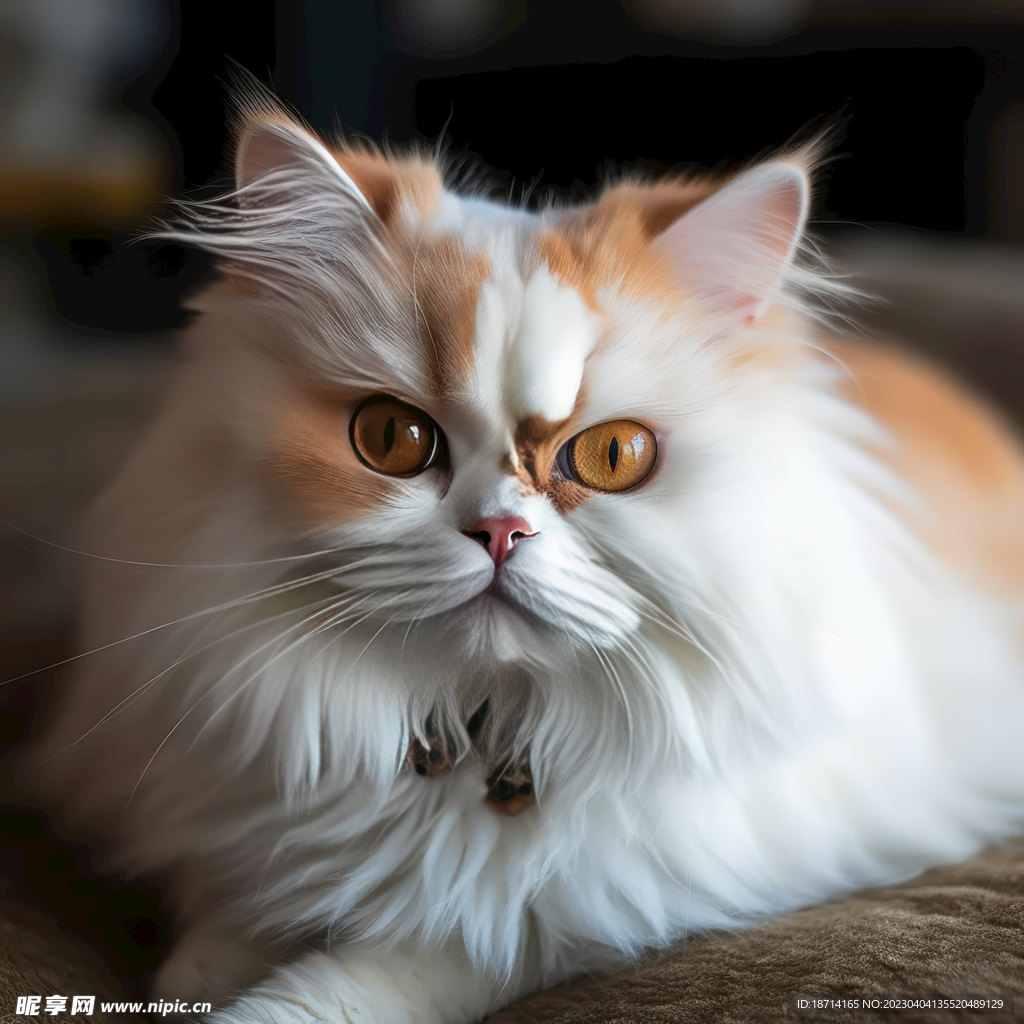 波斯猫
