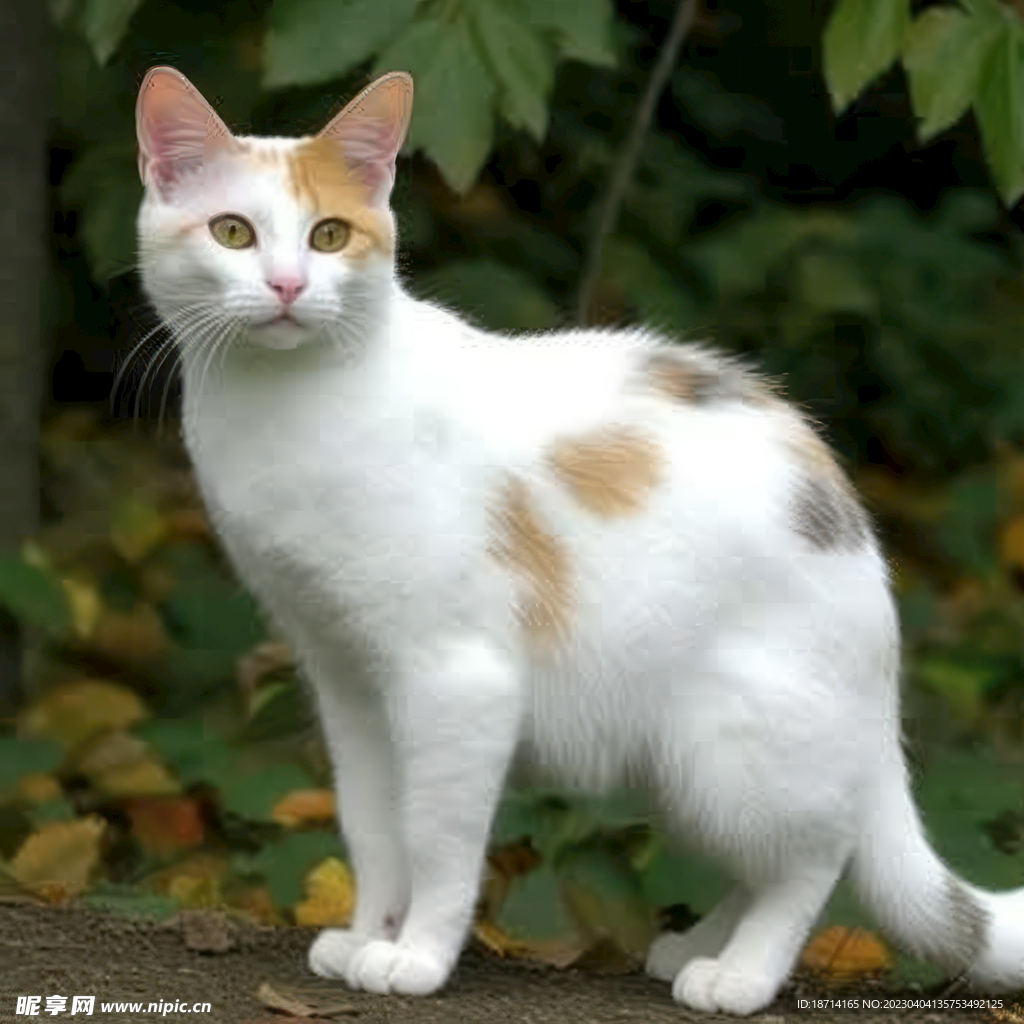 日本短尾猫