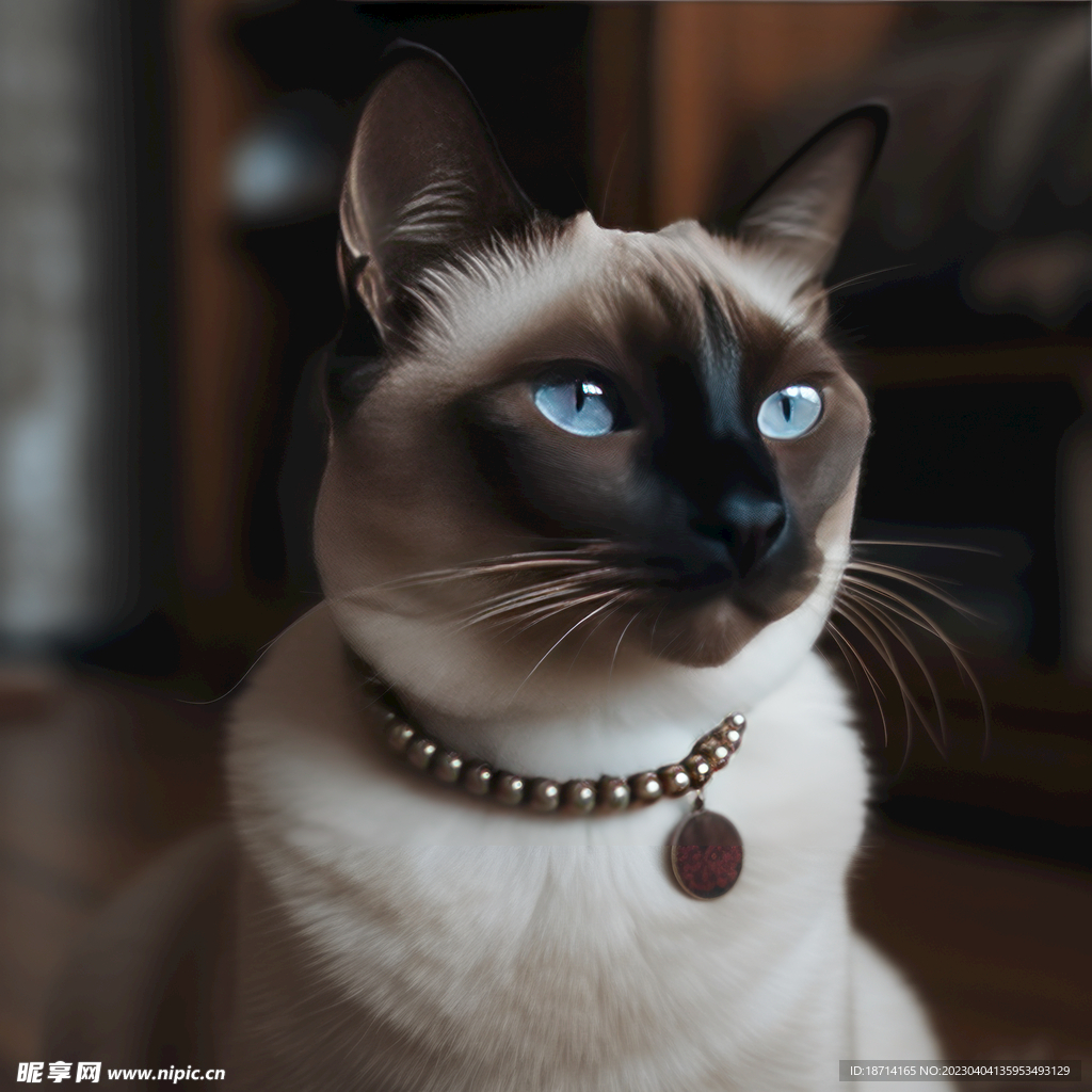 暹罗猫