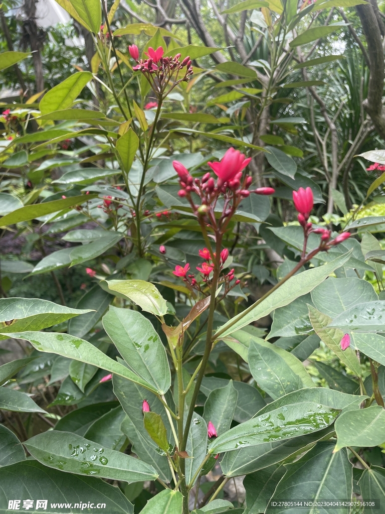 花卉