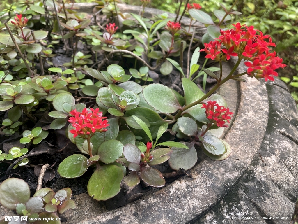 满天星花卉
