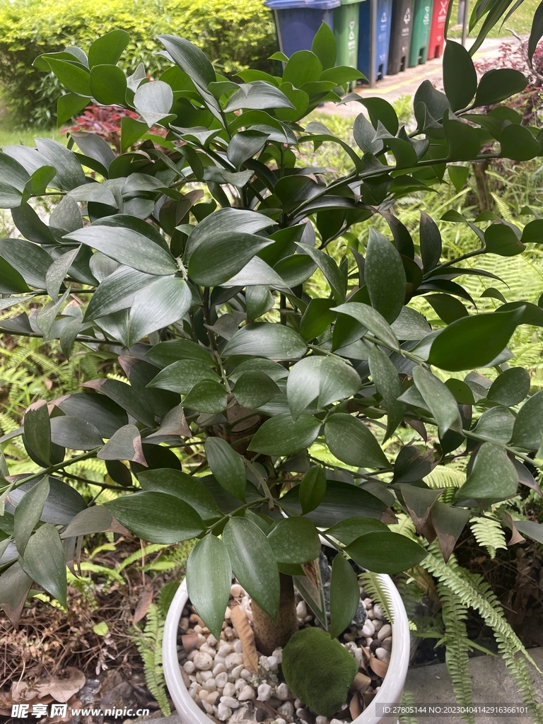 平安竹