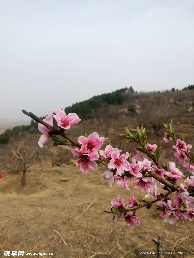桃花