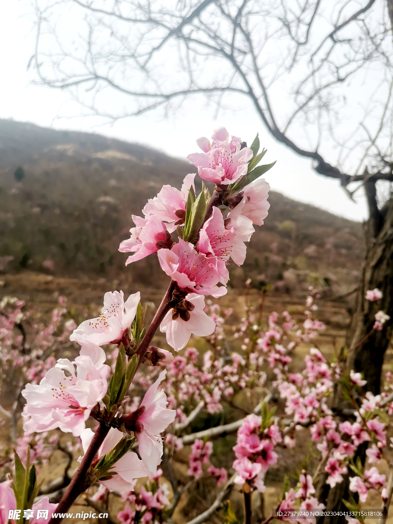 桃花