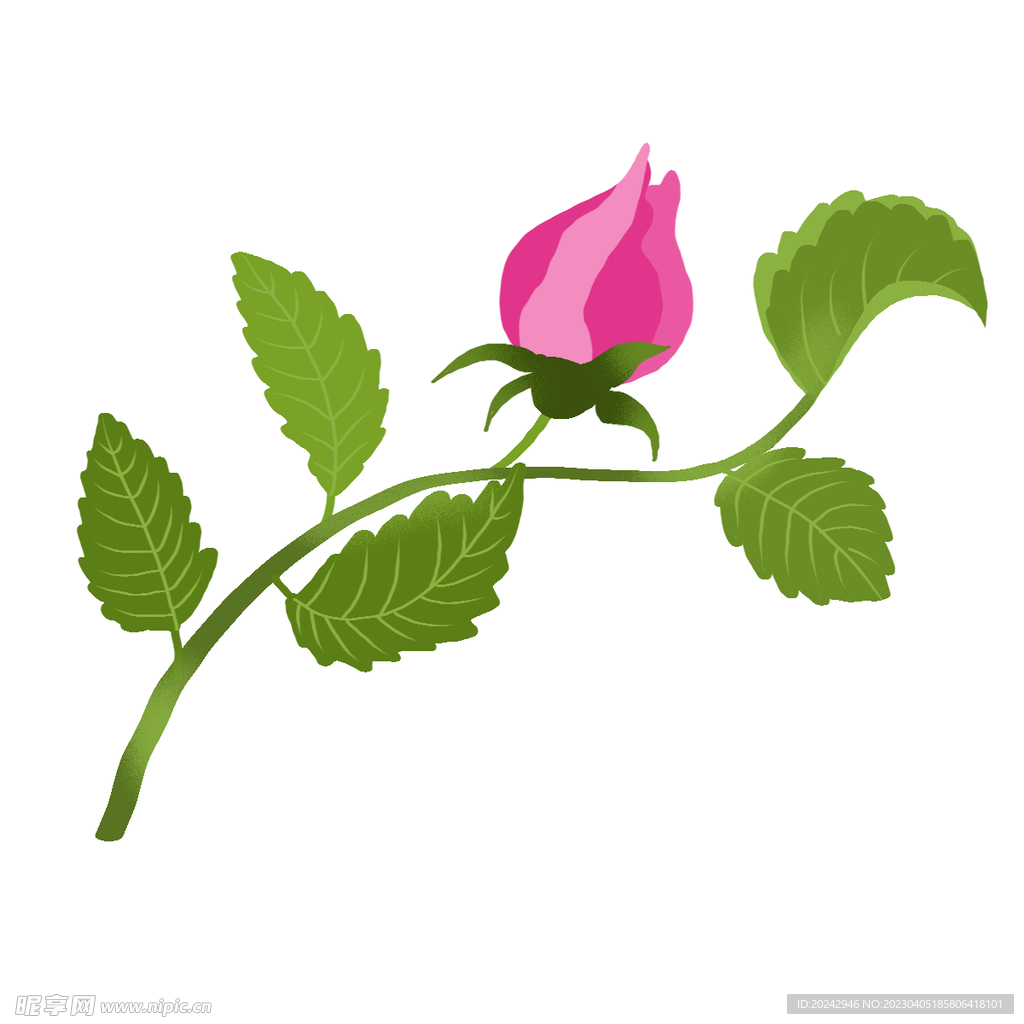 玫瑰花 