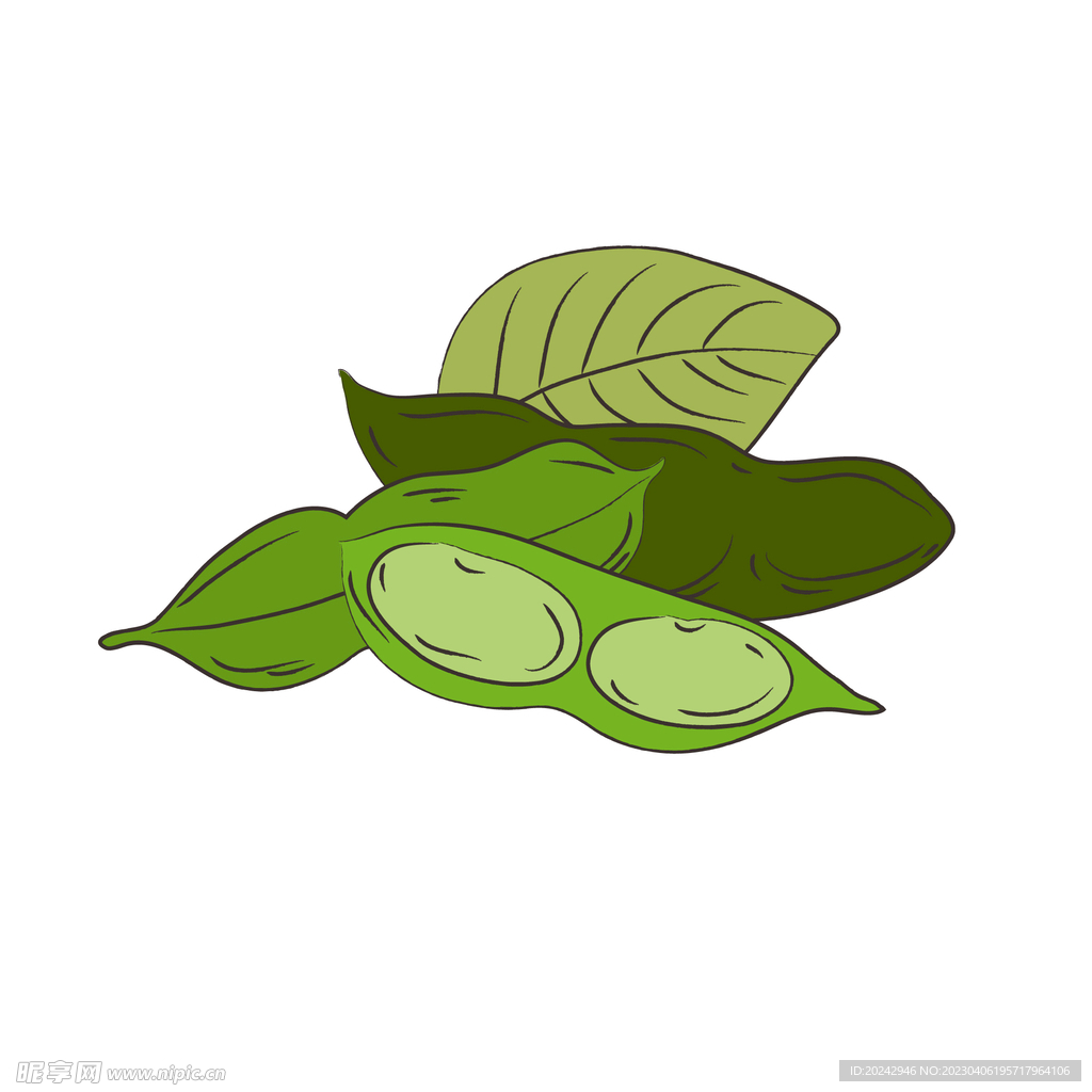 毛豆 