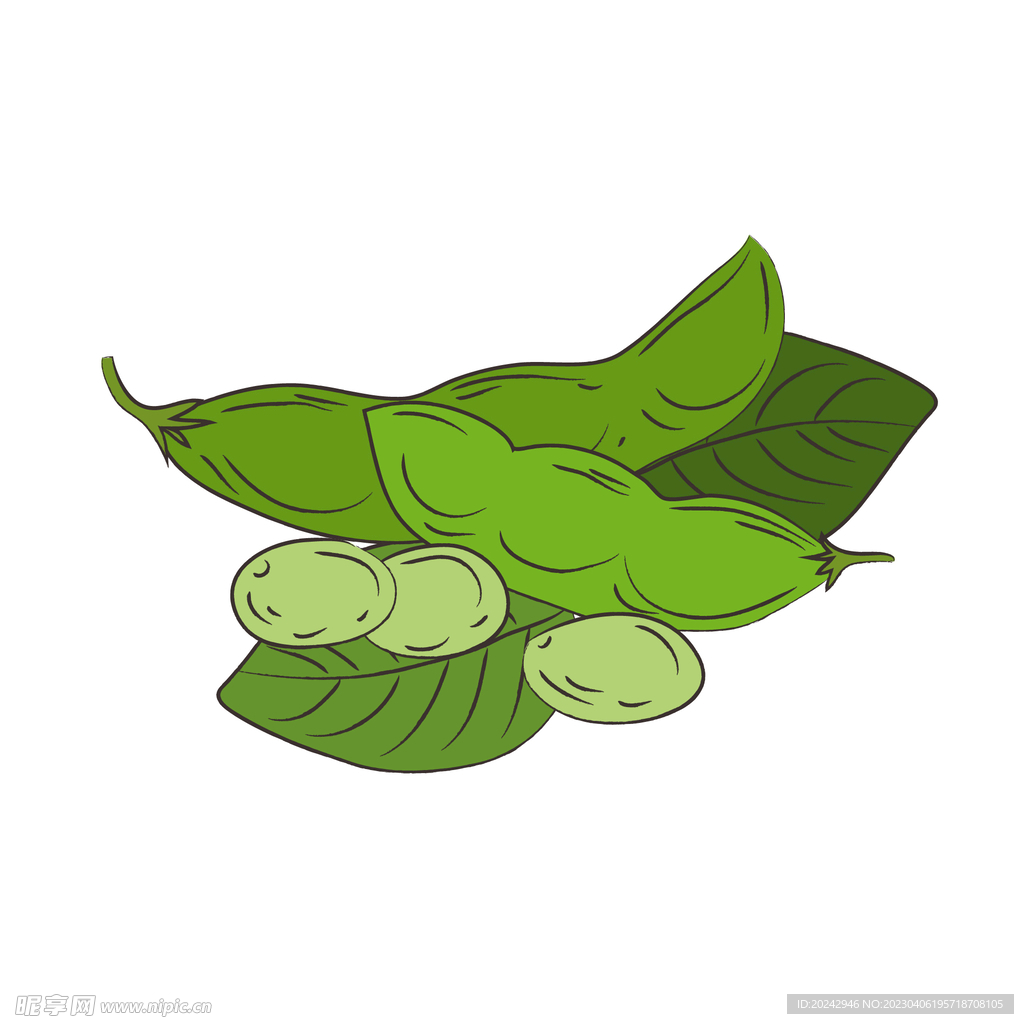 毛豆  