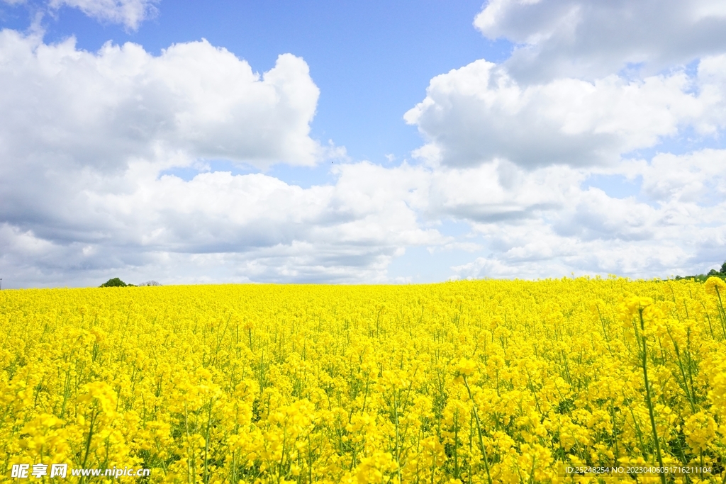 黄色花海