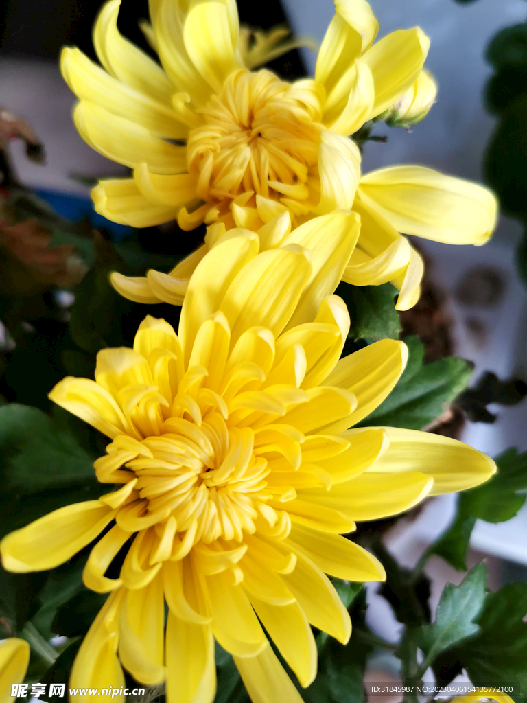 菊花