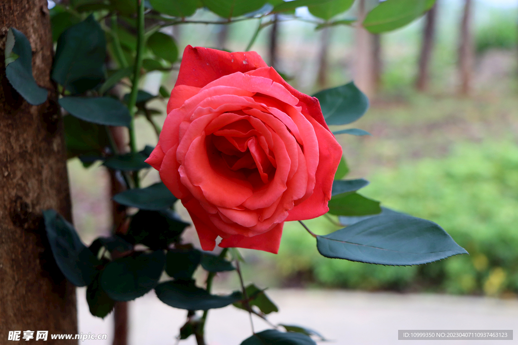 玫瑰花