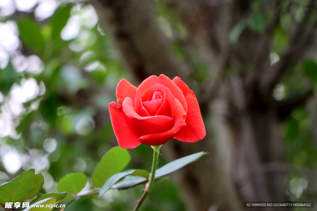 玫瑰花