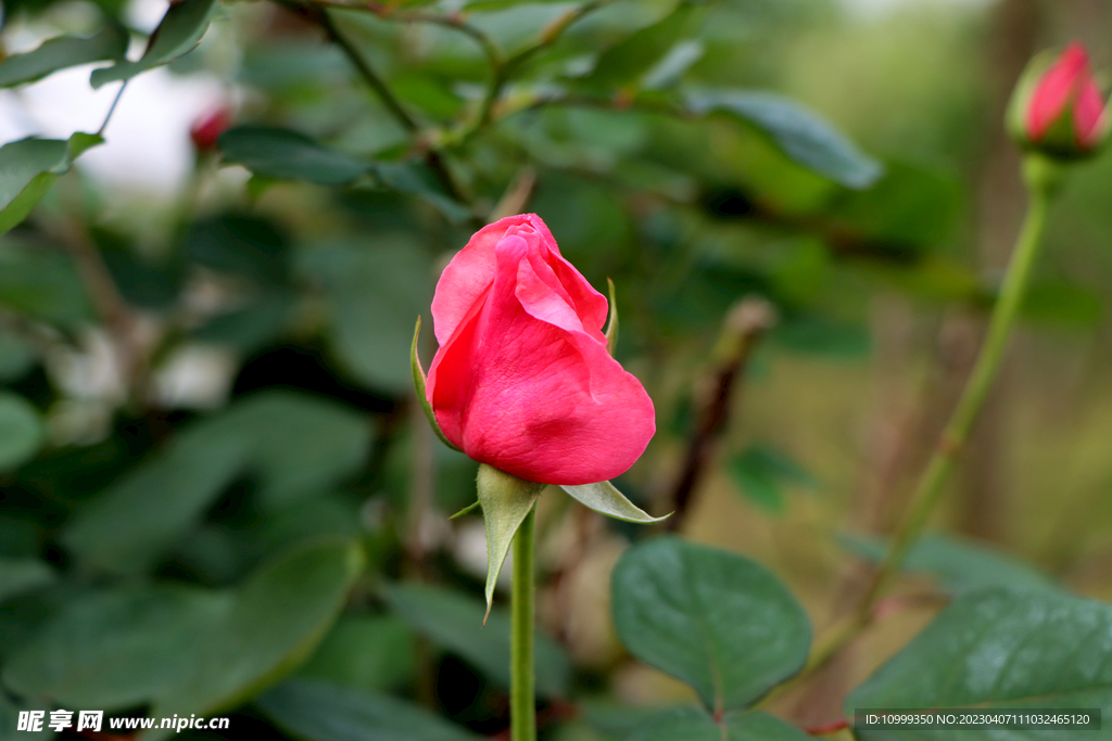 玫瑰花