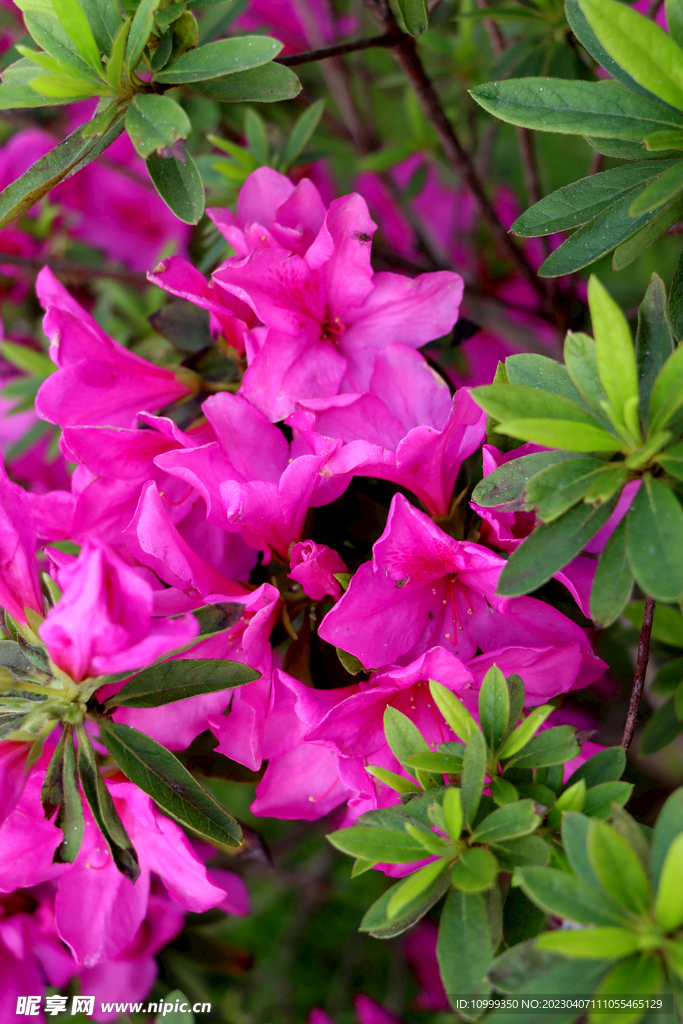 杜鹃花