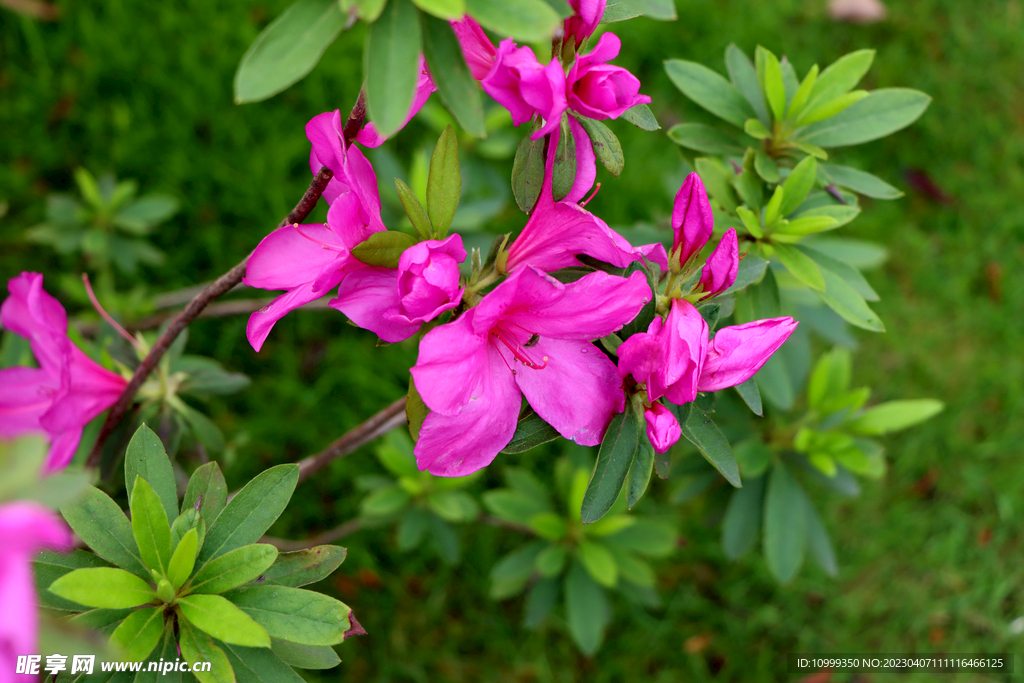 杜鹃花