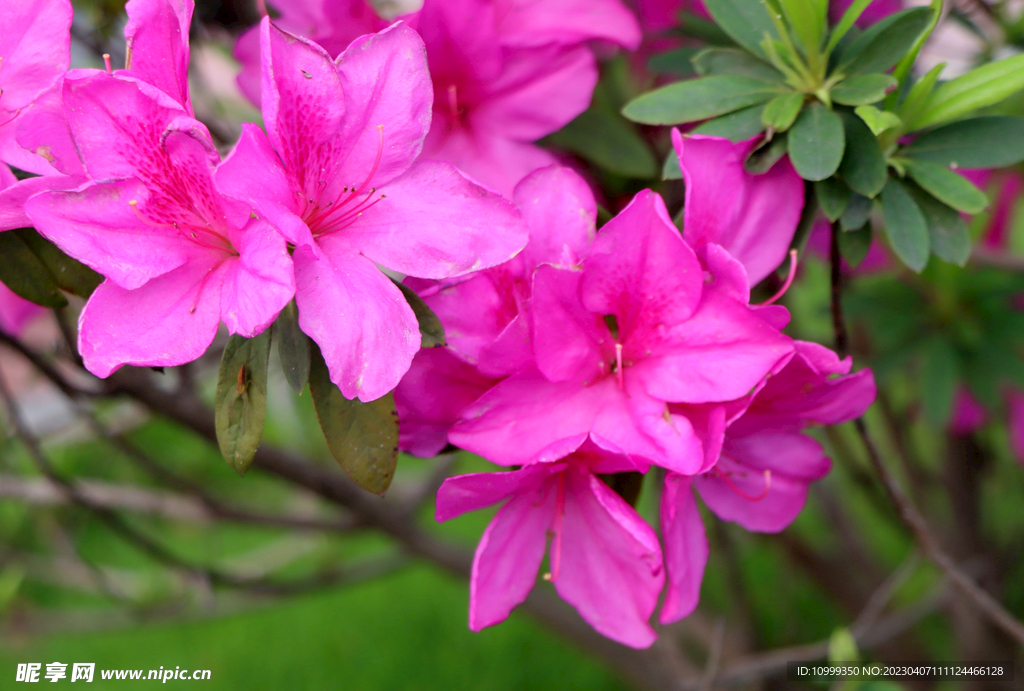 杜鹃花