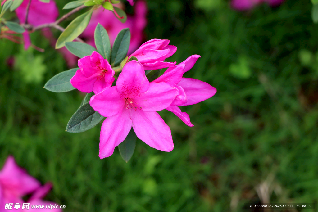 杜鹃花