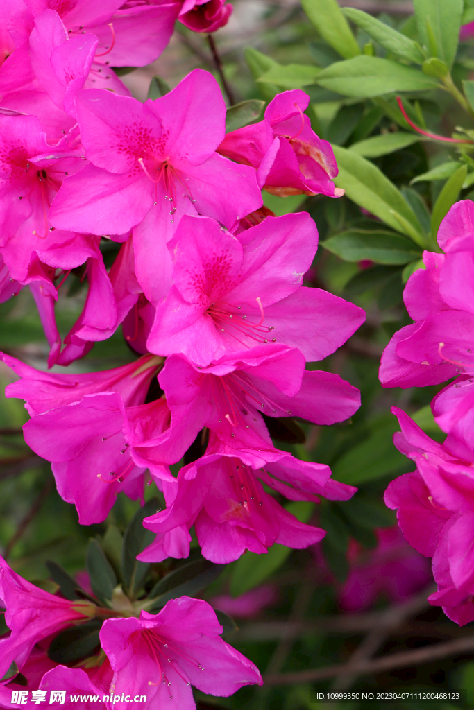 杜鹃花